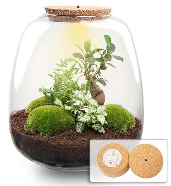 Planten terrarium - Emma - DIY kit - ↑ 25 cm - Ø 23 cm - Bonsai White