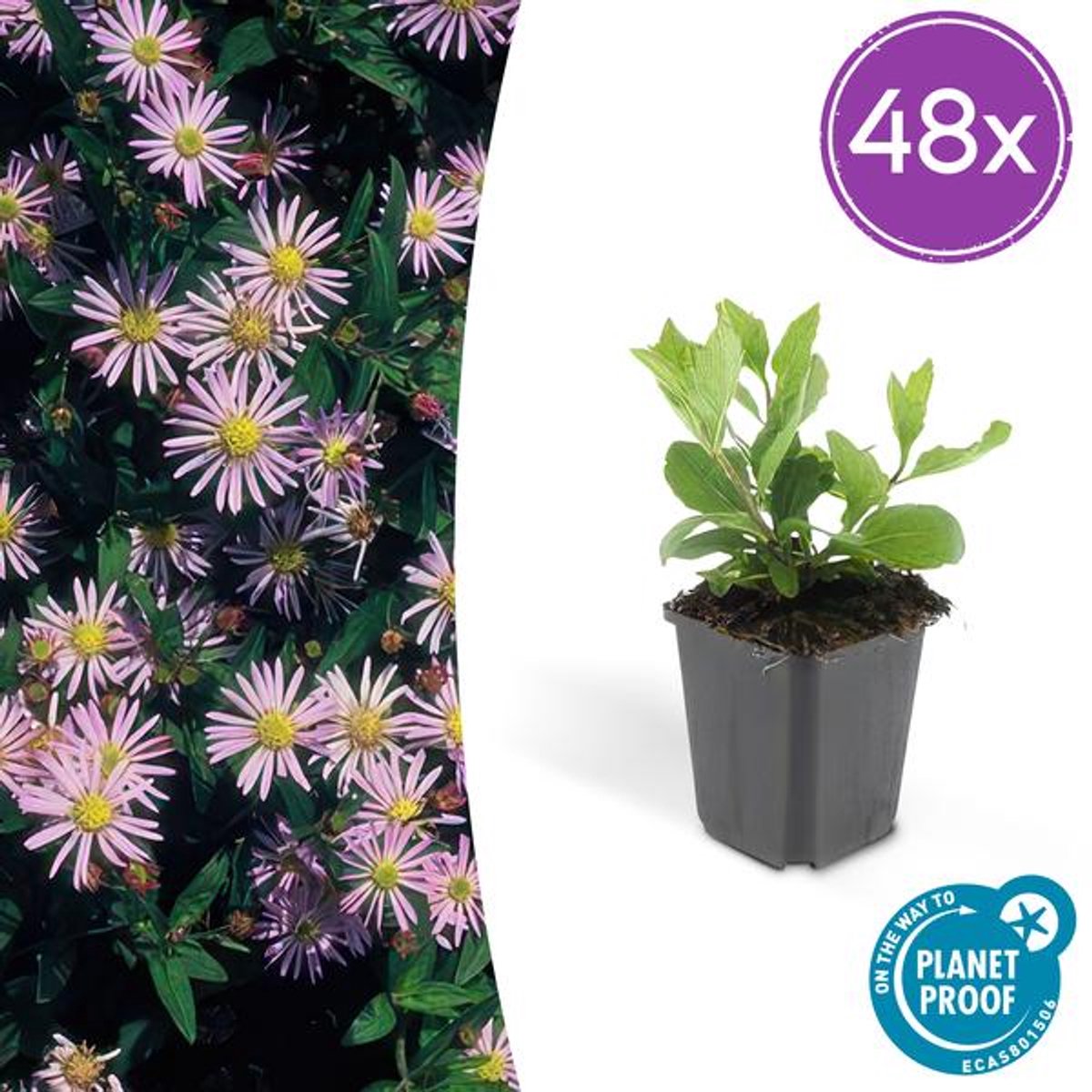 48x Aster ageratoides 'Asran' - 10-25cm - Ø9cm
