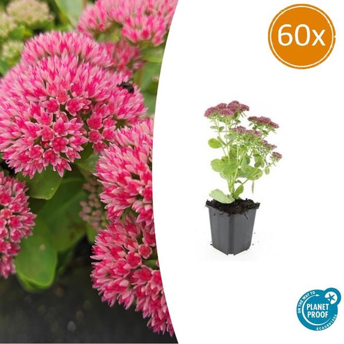 60x Sedum 'Herbstfreude' - 10-25cm - Ø9cm