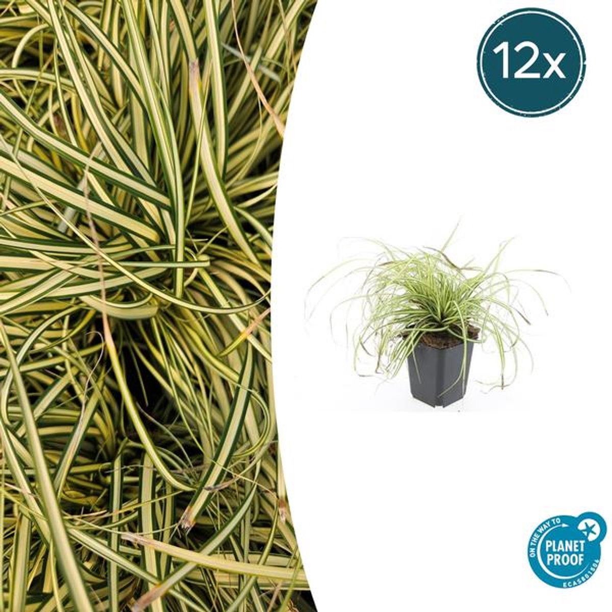 12x Carex oshim. 'Evergold' - 10-25cm - Ø9cm