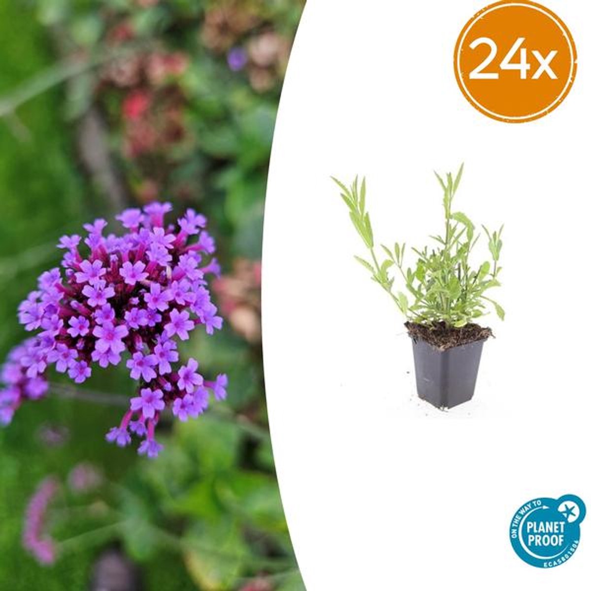 24x Verbena bonariensis - 10-25cm - Ø9cm