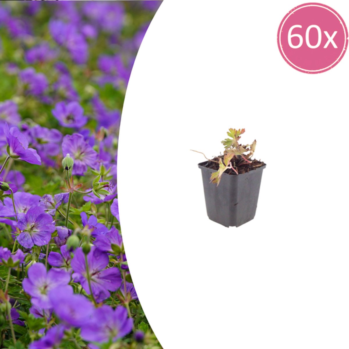 60x Geranium 'Azure Rush' - 10-25cm - Ø9cm