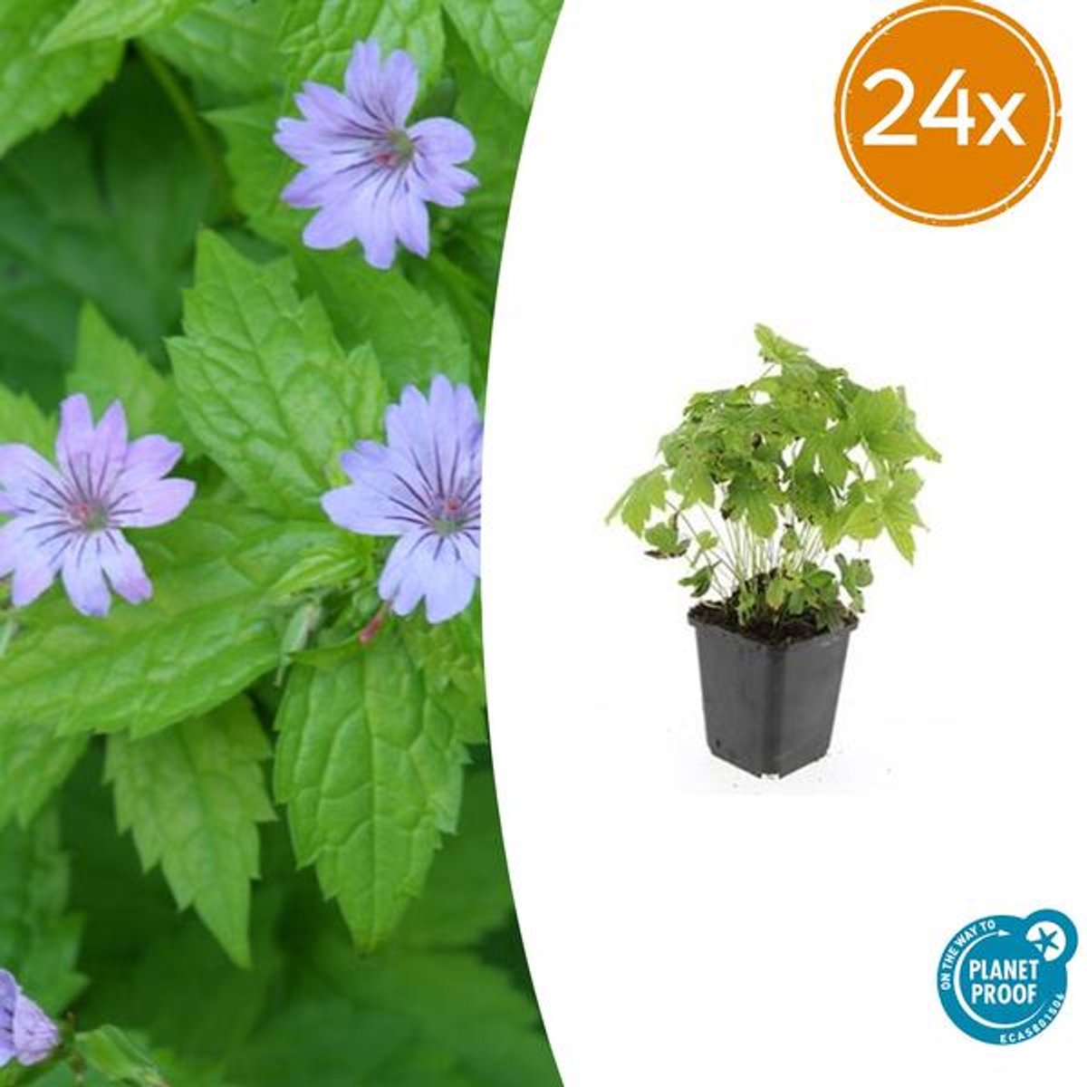 24x Geranium nodosum - 10-25cm - Ø9cm