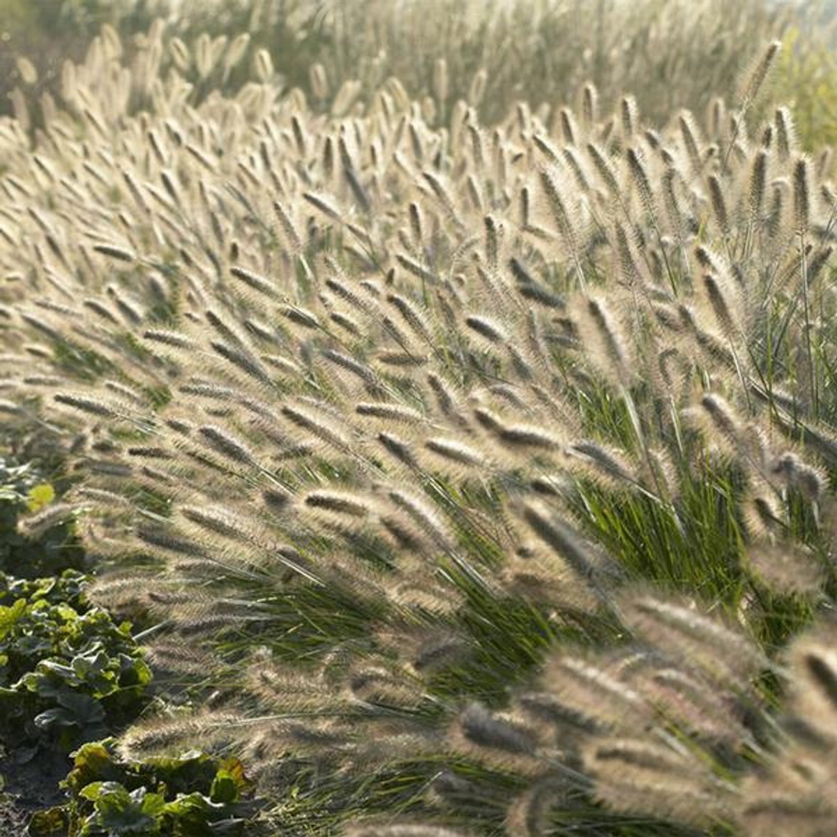 24x Pennisetum alopecuroides 'Hameln' - 10-25cm - Ø9cm