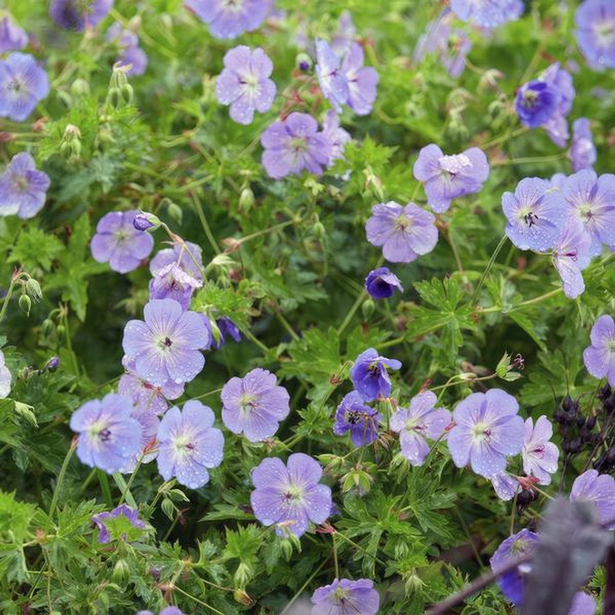 12x Geranium Rozanne - 10-25cm - Ø9cm