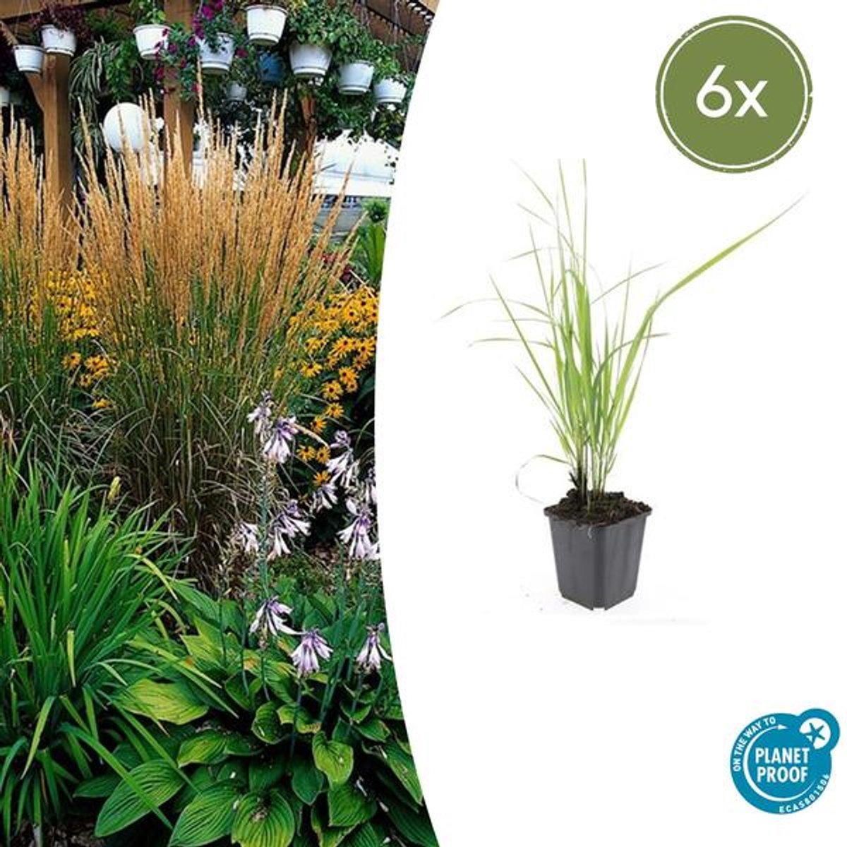 6x Calamagrostis acut. 'Karl Foerster' - 10-25cm - Ø9cm