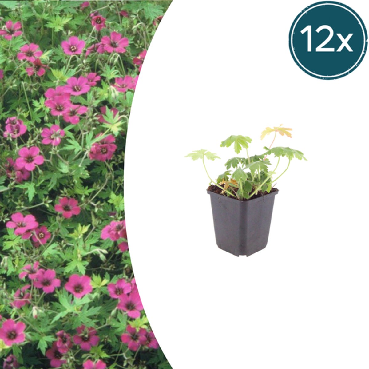 12x Geranium macr. 'Bevan's Variety' - 10-25cm - Ø9cm