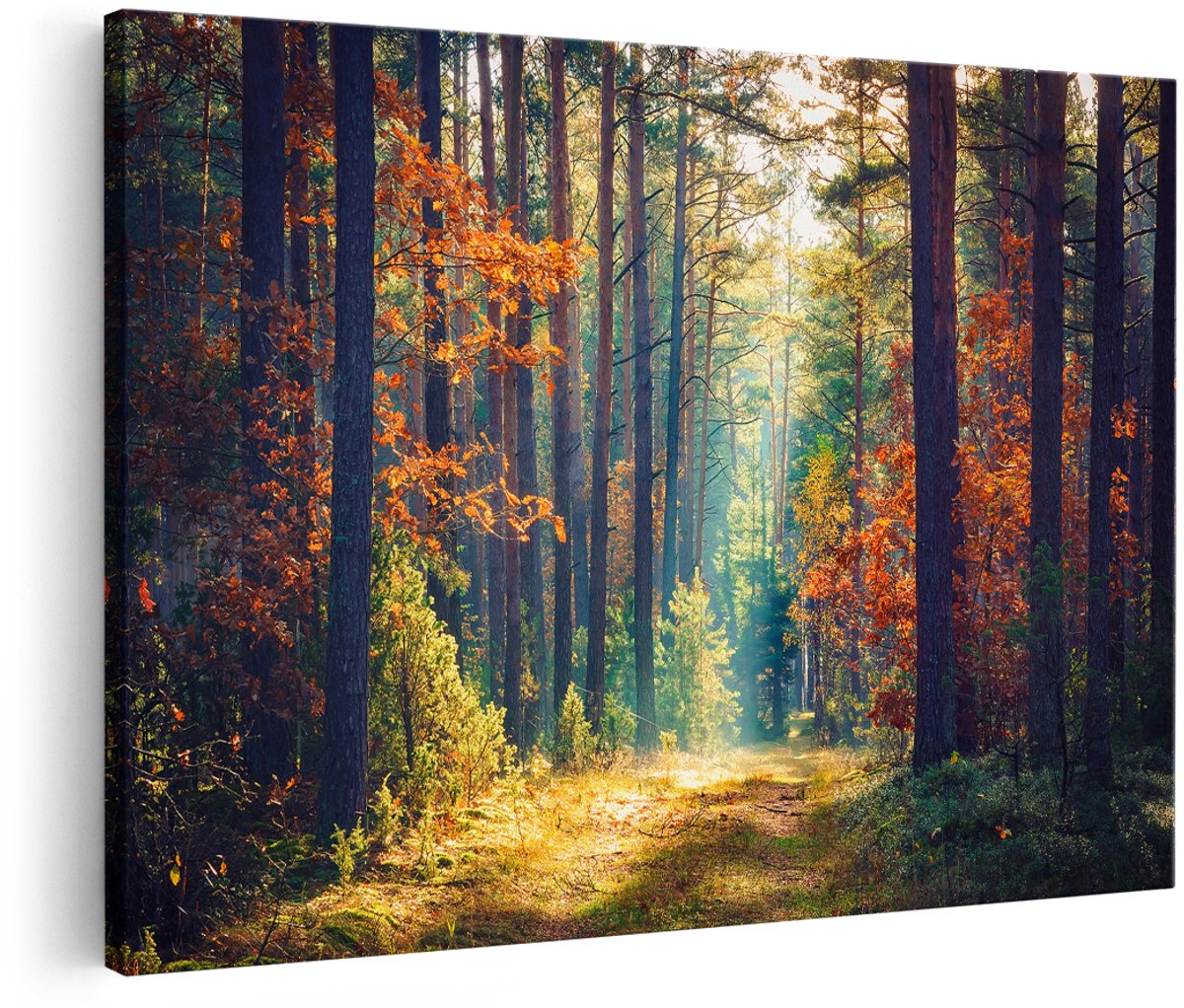 Artaza Canvas Schilderij Herfstbos Met Zonneschijn - Kleur - 150x100 cm - Groot - Wanddecoratie Woonkamer - Schilderijen - Muurdecoratie