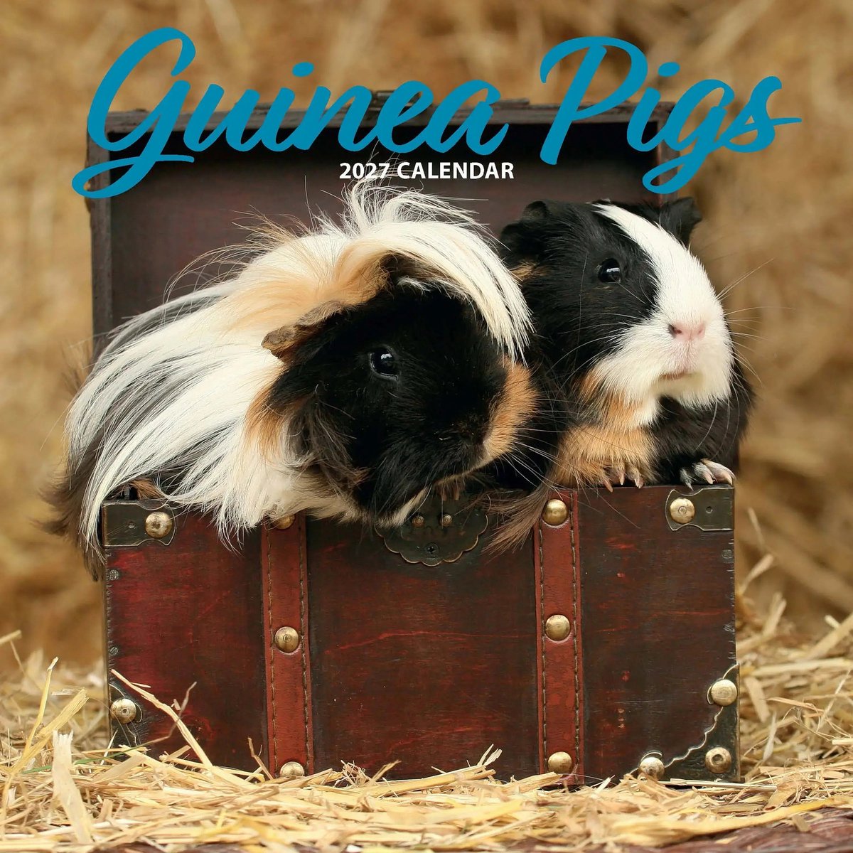Cavia Kalender 2027