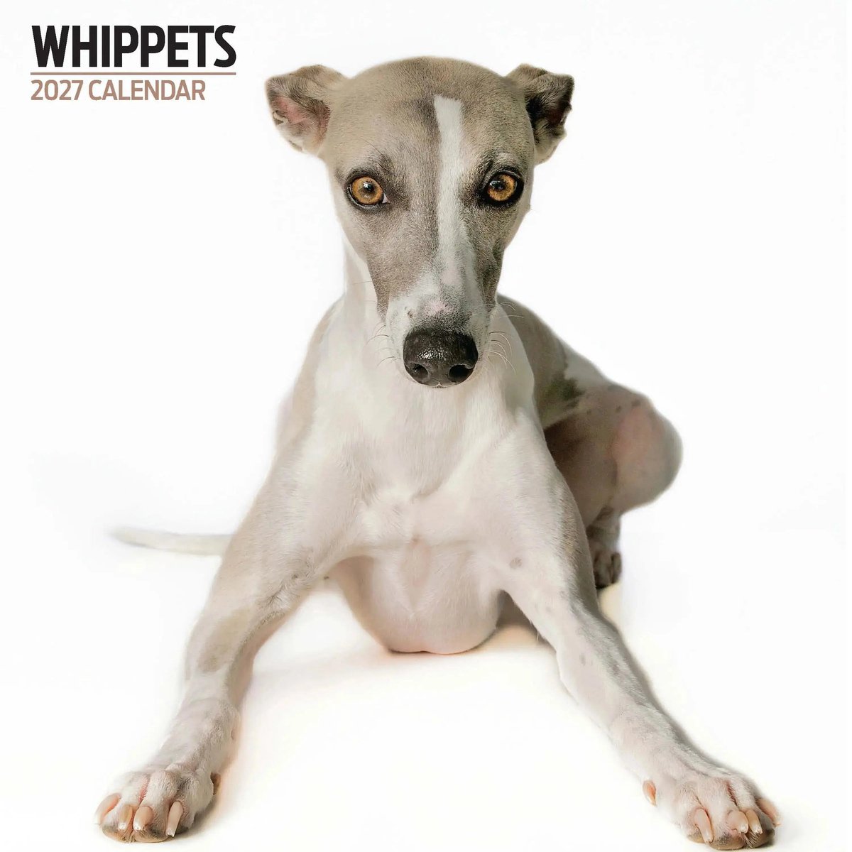 Whippet Modern Kalender 2027