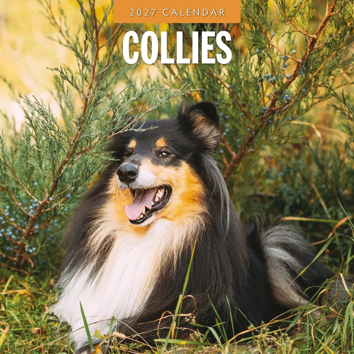 Collie - Schotse Herder Kalender 2027
