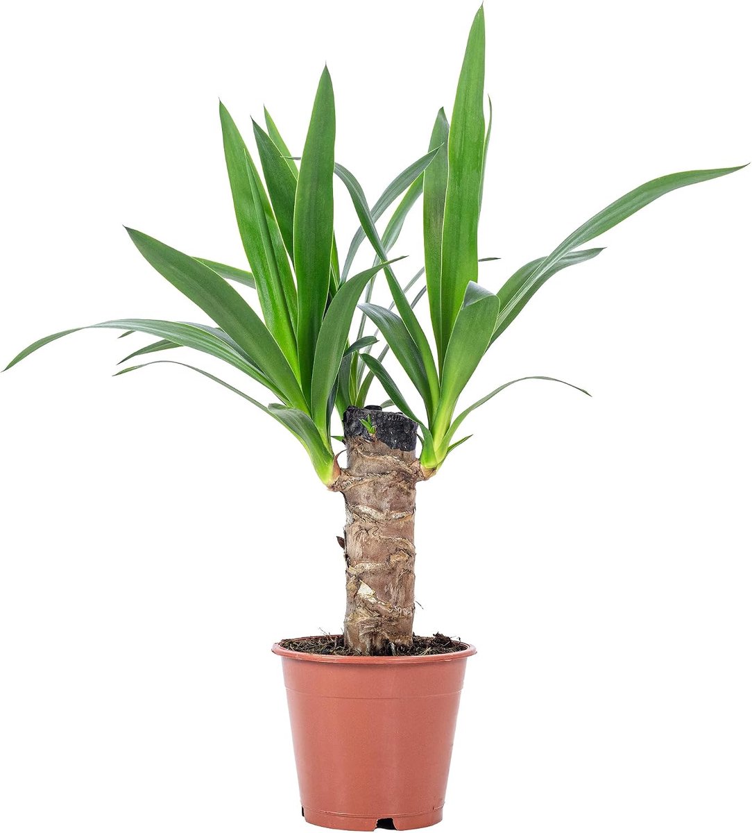 Spiny Yucca 1-stem - Yucca Elephantipes Palm 45 cm - Kunststof kweekpot - Ideaal voor interieurverbetering - ShopVlot