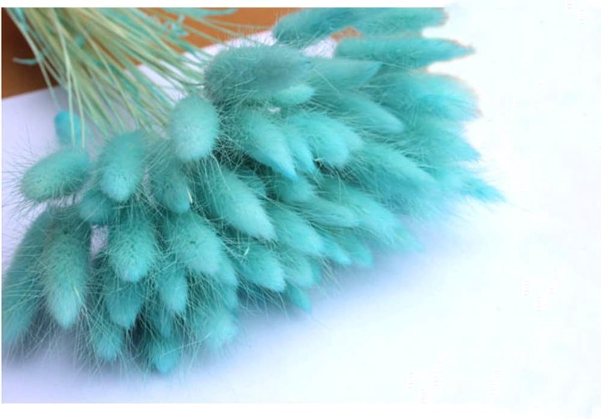 Lagurus Ovatus Konijnenstaart gedroogde bloemen, echte bloem, eeuwige bloem gedroogd gras, bloemboeket, natuurlijk materiaal schietrekwisieten gedroogde bloemen 50 stuks (TIFF blauw)
