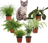 Diervriendelijke Kamerplanten XL – Set van 6 – Kattengras Cyperus Zumula, Graslelie, Maranta Tricolor, Bamboe Monica, Chamaedorea & Nephrolepis – Binnenplanten – 25–40 cm – Pot 12 cm