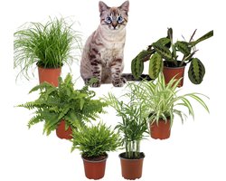 Diervriendelijke Kamerplanten XL – Set van 6 – Kattengras Cyperus Zumula, Graslelie, Maranta Tricolor, Bamboe Monica, Chamaedorea & Nephrolepis – Binnenplanten – 25–40 cm – Pot 12 cm