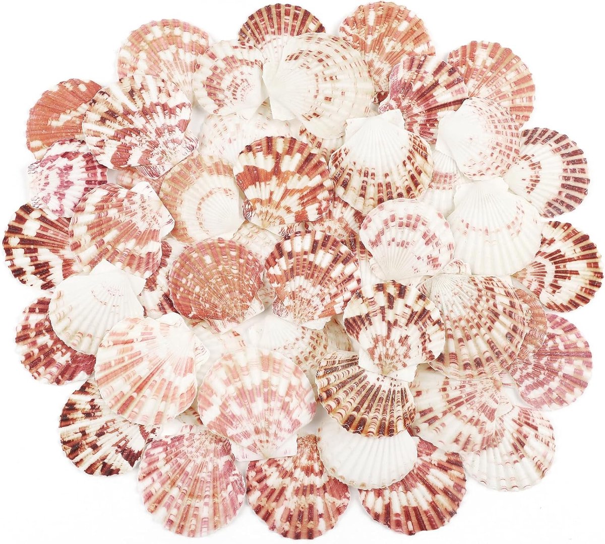48 stuks Sint-jakobsschelpen, natuurlijke zeeschelp, 1 inch tot 2 inch, wit en roze, schelpen, kleine zeeschelpen voor ambachten, bruiloft, decoratie, strandthemafeest, aquarium en vaasvuller