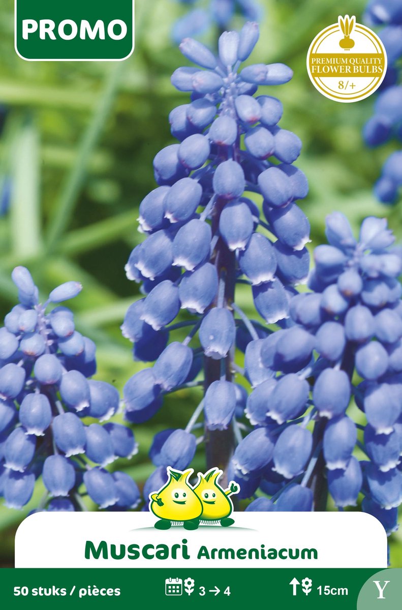 1 Zakje Promoverpakking Muscari 50 stuks maat 8/+