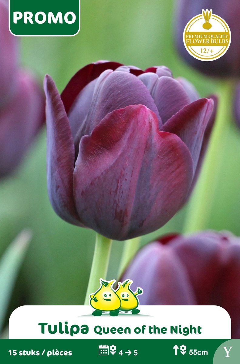 1 Zakje Promoverpakking Tulpen Queen of the Night 16 stuks maat 12/+