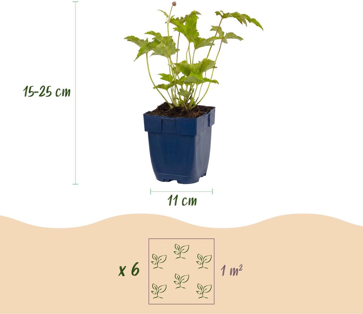Green boutiQ - Vasteplant - Anemone hybr. Hon. Jobert - Herfst Anemoon - Schaduw - Wit - 3 Planten - Pot 11cm - Hoogte 15-25cm