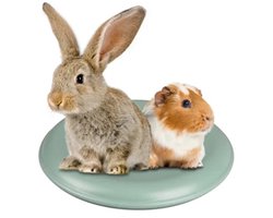 Fresk Aleska Koeldisk Knaagdier - Koelelement Konijn & Cavia - Rond - Ø 21 cm - Koeldisk - Koelschijf - Koelplaat - Koelsteen