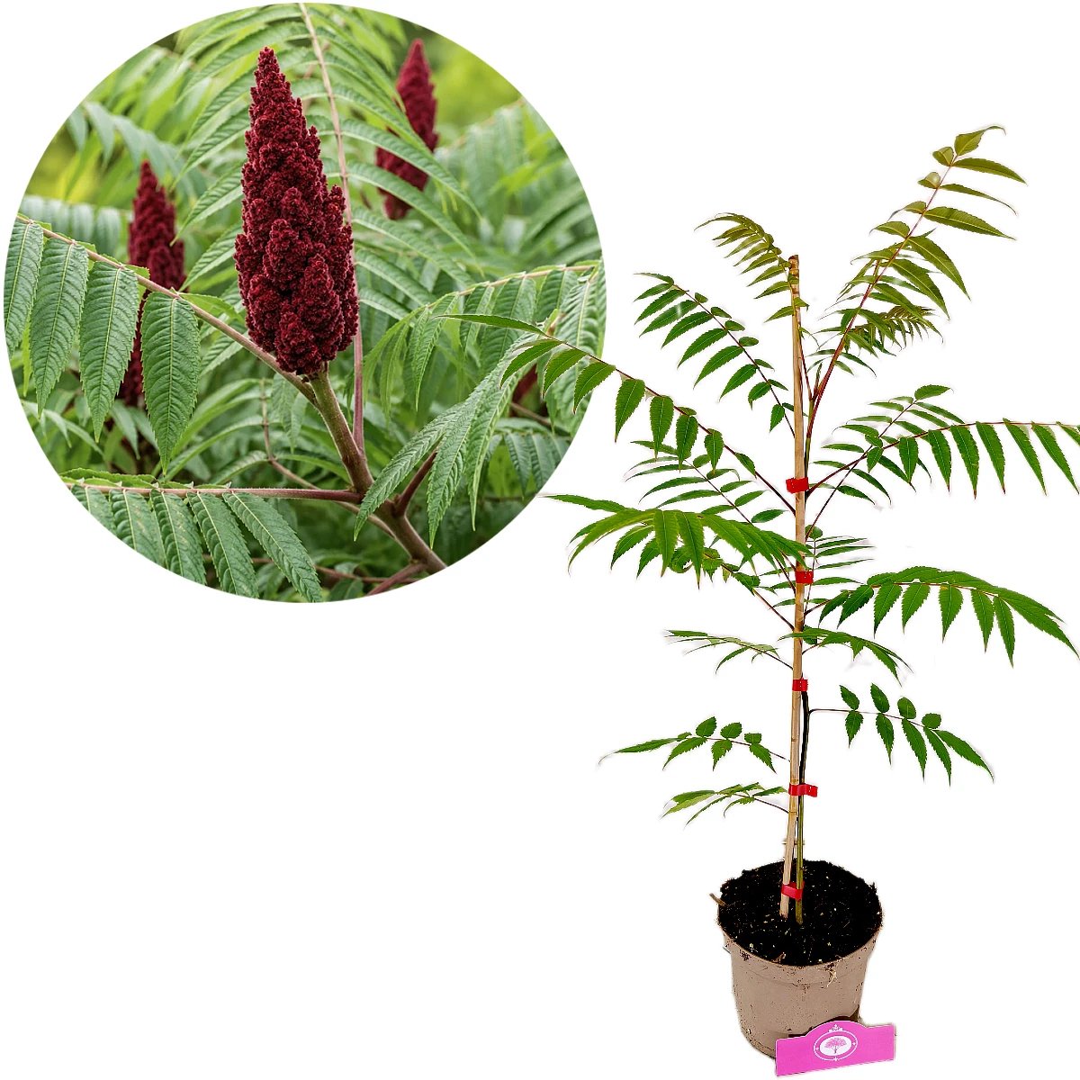 Rhus typhina, Fluweelboom, Hoogte 80cm, 2 liter pot