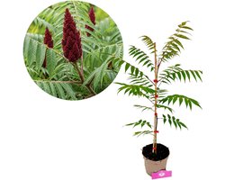 Rhus typhina, Fluweelboom, Hoogte 80cm, 2 liter pot