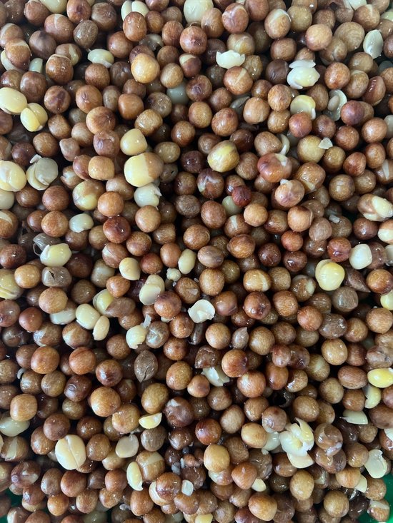 Maple 5kg droog — afbeelding 2