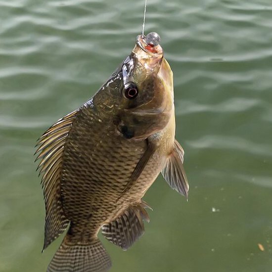 Set van 10 Jigkoppen Haken 5g voor Gummifishes en Zoet- en Zoutwater — afbeelding 3