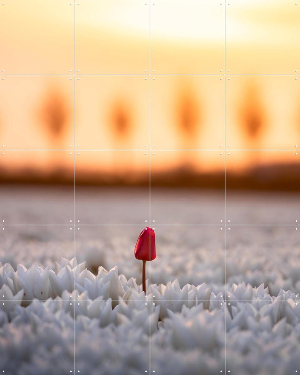 IXXI A Single Bloom, Claire Droppert - 80 x 100 cm - Gratis ophangtool - Grote wanddecoratie en posters - Fotografie, Woonkamer, Slaapkamer, Tulpen