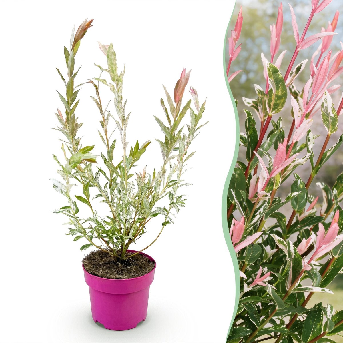 Green boutiQ - Salix Flamingo - Flamingo-wilg - Bont Roze - Boom - Ø17cm - 40-50cm
