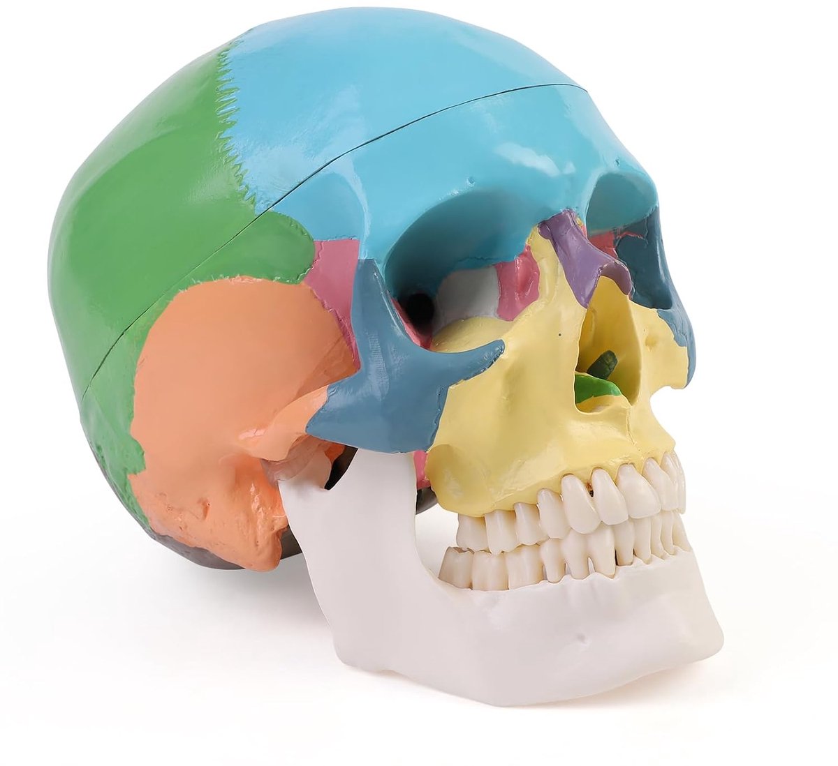 Anatomische didactiek schedel gekleurde schedel skelet model voor