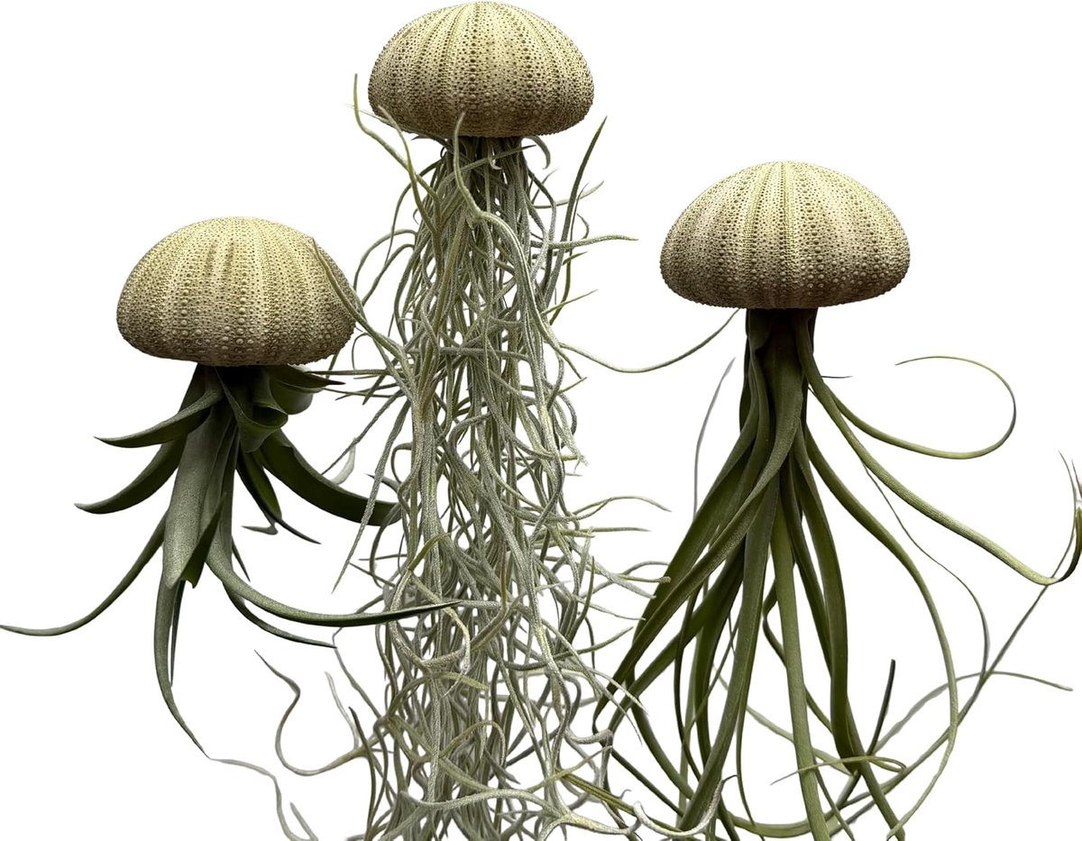 3 Jelly Fish met groene zee-egel en verschillende luchtplanten