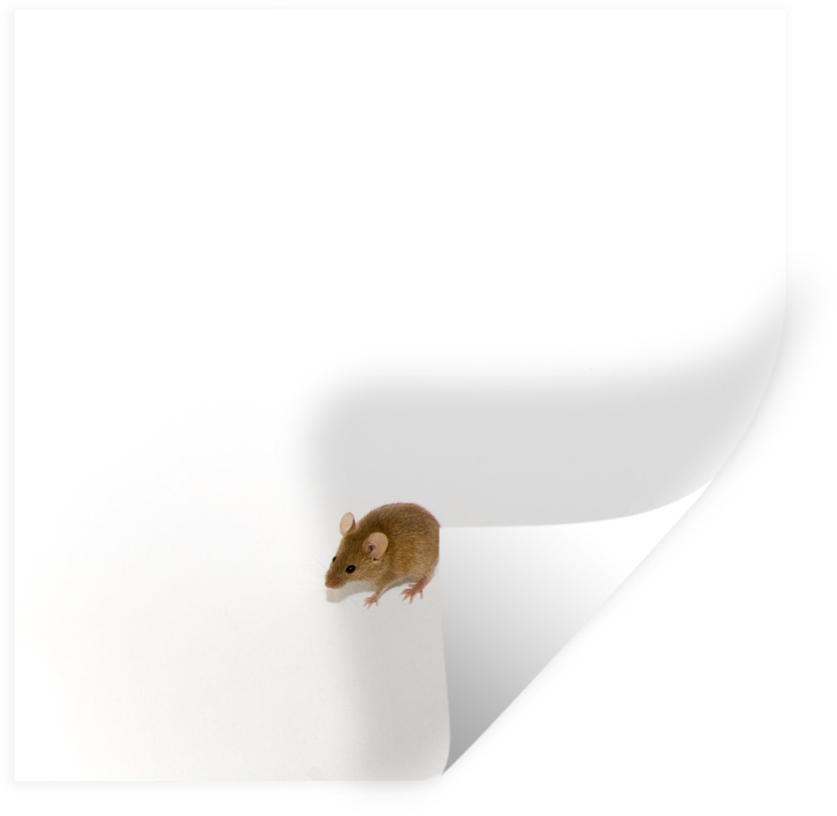 Muurstickers - Sticker Folie - Muis - Dieren - Wit - 30x30 cm - Plakfolie - Muurstickers K