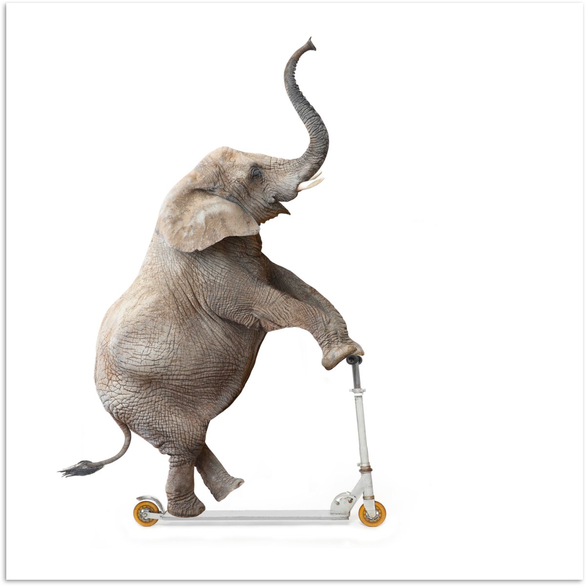 Poster Step - Olifant - Wit - 75x75 cm