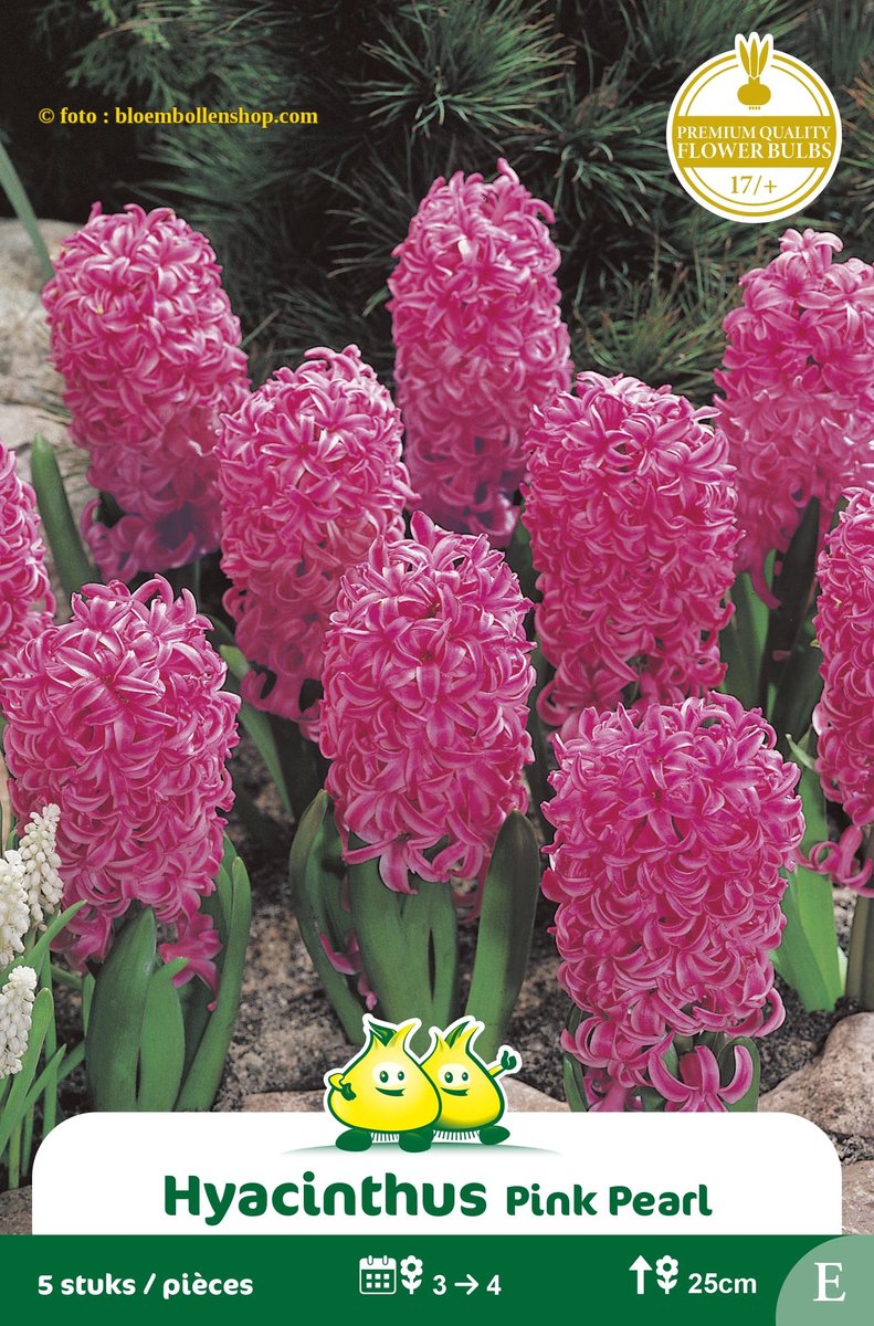 2 Zakjes Hyacinten Pink Pearl maat 17/+