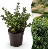 Green boutiQ - 40x Ilex crenata Stokes - Japanse Hulst - Haagplanten - Groenblijvend - Groen - Pot 9cm - Hoogte 20-30cm