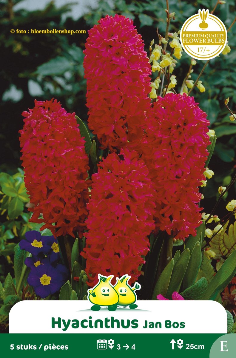 2 Zakjes Hyacinten Jan bos (Rood) maat 17/+