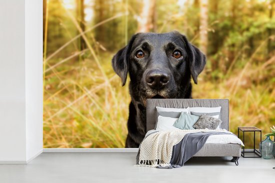 Papier peint - Papiers Papier peint photo - Happy Black Dog - Largeur 345 cm x Hauteur 220 cm