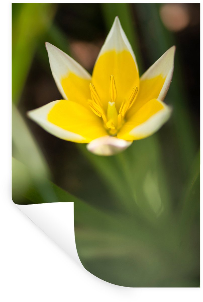 Muurstickers - Sticker Folie - Bloem - Tuin - Geel - 40x60 cm - Plakfolie - Muurstickers K