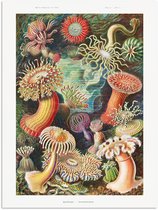 Affiche Ernst Haeckel - Anémone - Rétro - Actinae - 60x80 cm