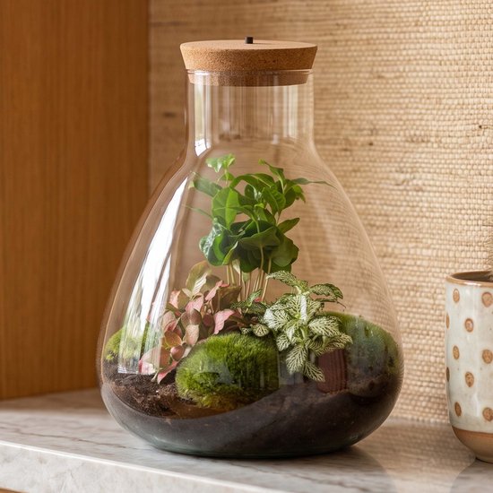Terrarium - Sam LED Coffea - ↑ 30 cm - Ecosysteem plant met lamp - Verlichting - DIY planten terrarium - Mini ecosysteem