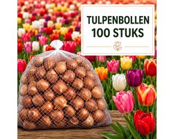 Tulpenbollen Mix – 100 Stuks - Tulp Cadeau – Voor Tuin of Pot – Maat 12 – Vers van de Teler!