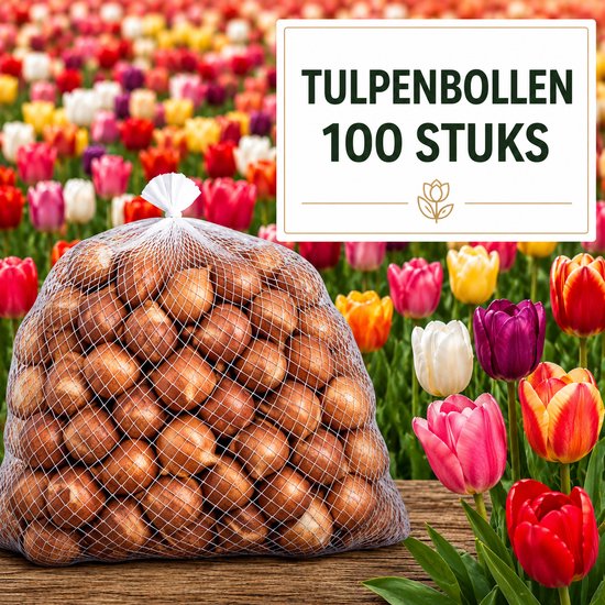 Een netzak met 100 bruine tulpenbollen, voor een veld met kleurrijke tulpen. Tekst: "TULPENBOLLEN 100 STUKS".
