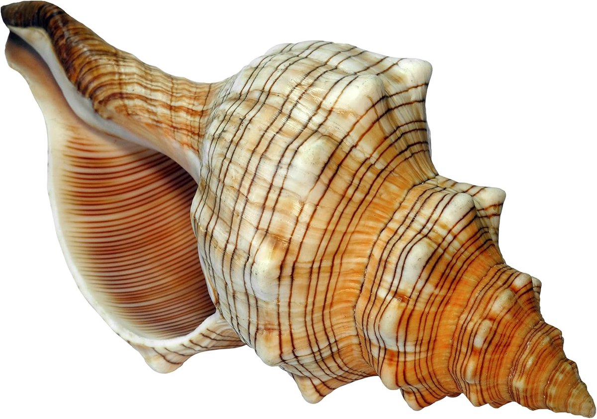 - schelp fasciolaria trapezium trapezium lintslak zeeslak (15-16 cm)