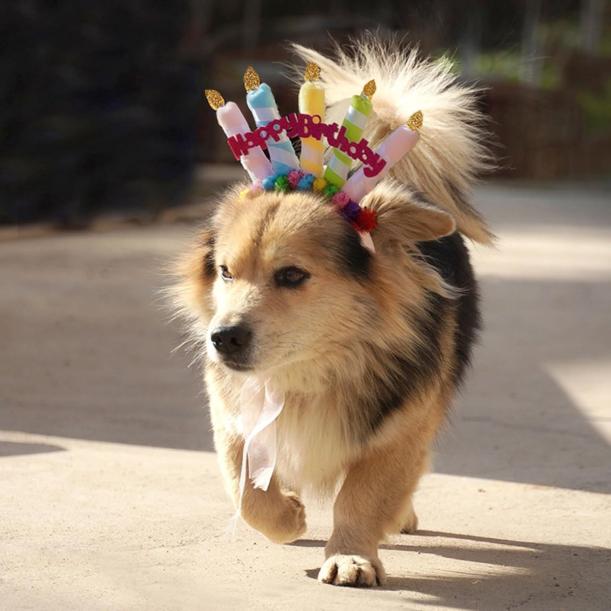 SnelShoppen - DHER Pet Verjaardagsset met Pailletten Hoed en Vlinderdas voor Huisdieren - Feestdecoratie voor Honden en Katten - Hoge Kwaliteit Polyes
