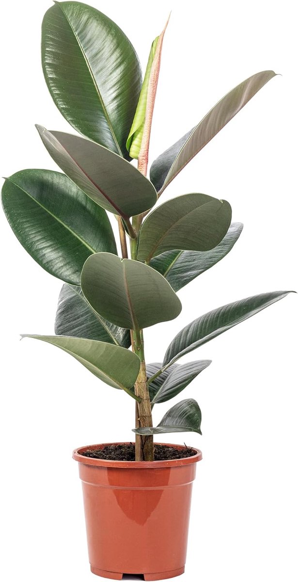 Rubberplant 50 cm - Ficus elastica 'Robusta' - lage onderhoudsbehoefte - perfecte luchtzuiveraar voor binnen - ShopVlot