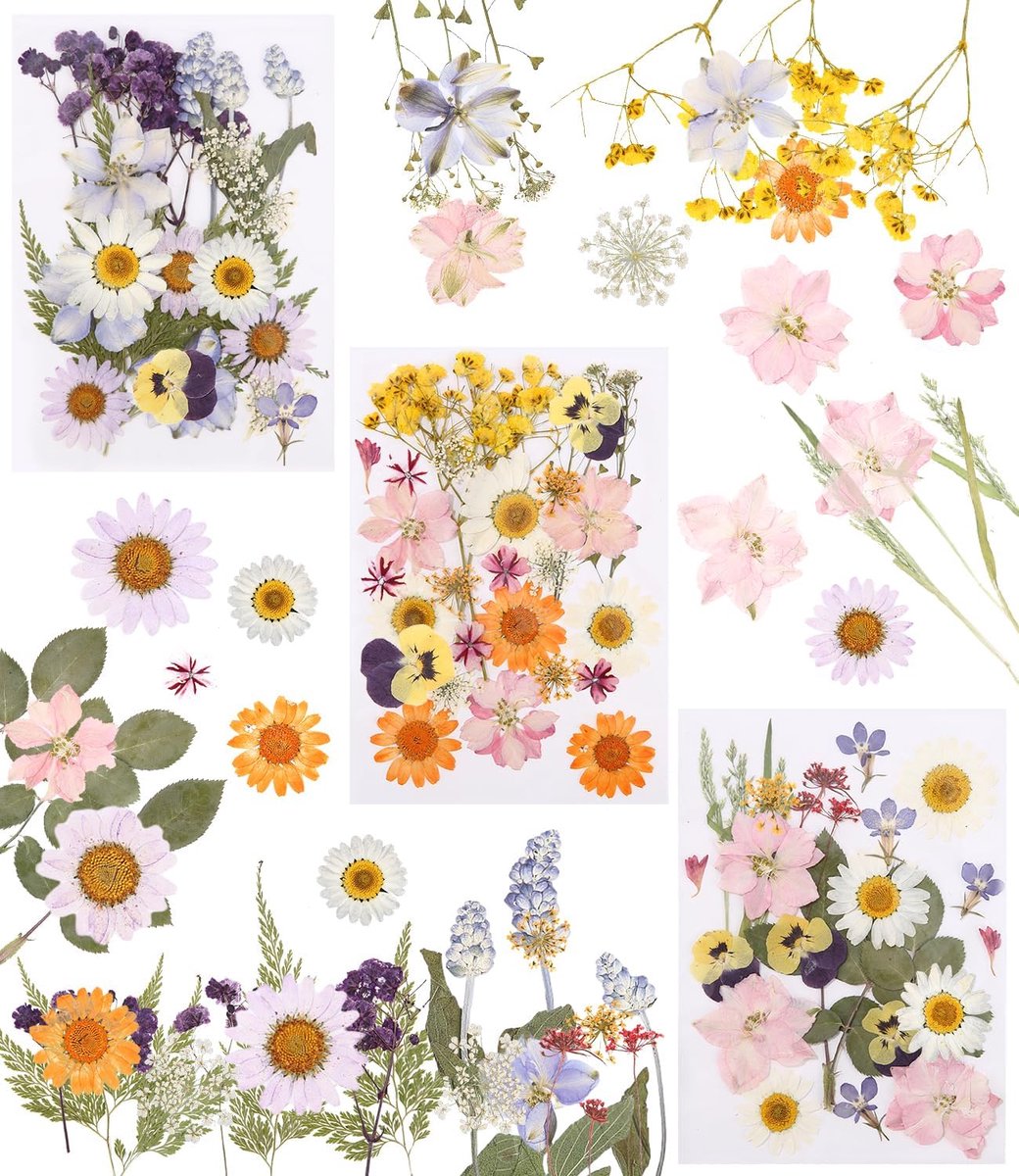 66 stuks geperste bloemen - gedroogde bloemen - geperste bloemen - doe-het-zelf gedroogde bloemen design