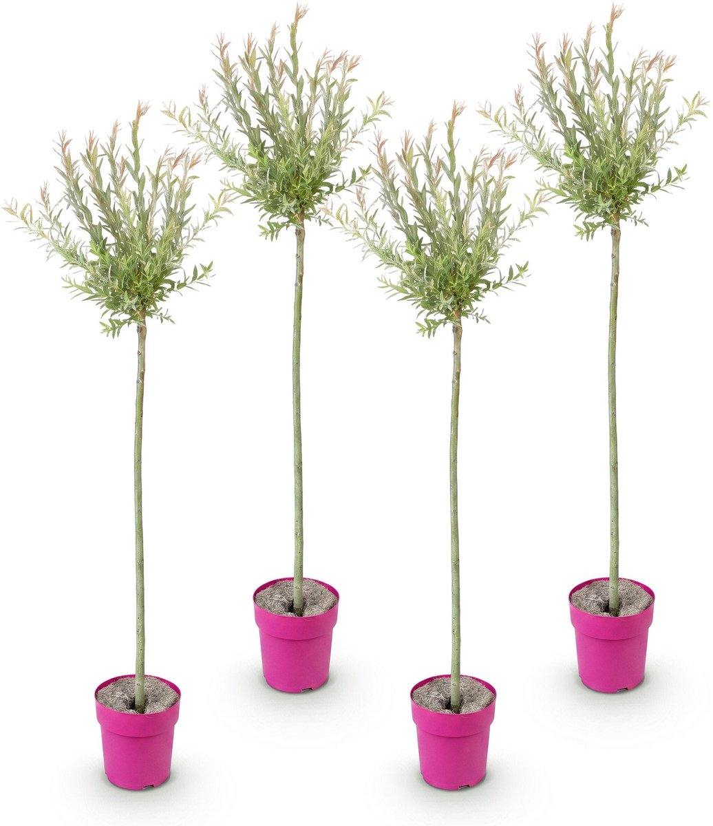 Green boutiQ - 4x Salix Flamingo - Flamingo wilg - Bont Roze - Boom - Ø23cm - 140-160cm