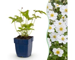 Green boutiQ - Vasteplant - Anemone hybr. Hon. Jobert - Herfst Anemoon - Schaduw - Wit - 1 Plant - Pot 11cm - Hoogte 15-25cm