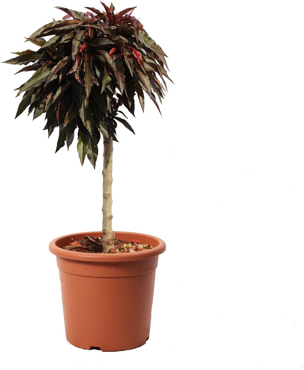 - Dwerg Crimson Bonfire Perzikboom - Echte tuinplanten - Fruitplant voor buiten - Kweekpot Ø 24 cm